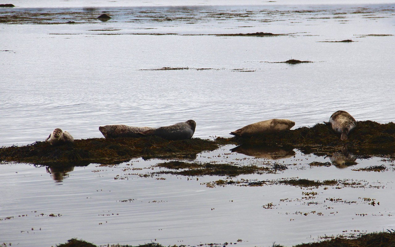 A colony of five harbor seals lounging on some rocks at Ytri Tunga Beach in Iceland.
