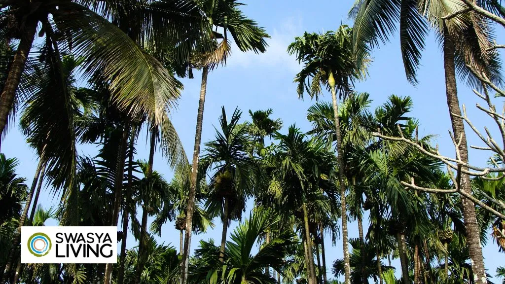 Arecanut Plantation