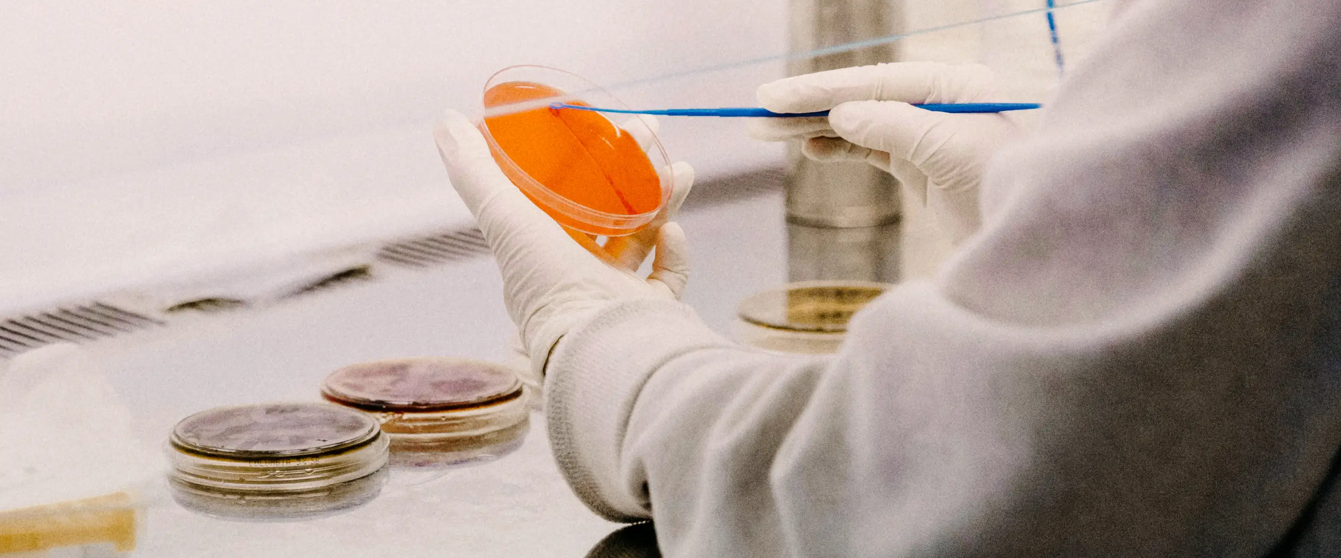 Scientist working with petri dishes in a lab