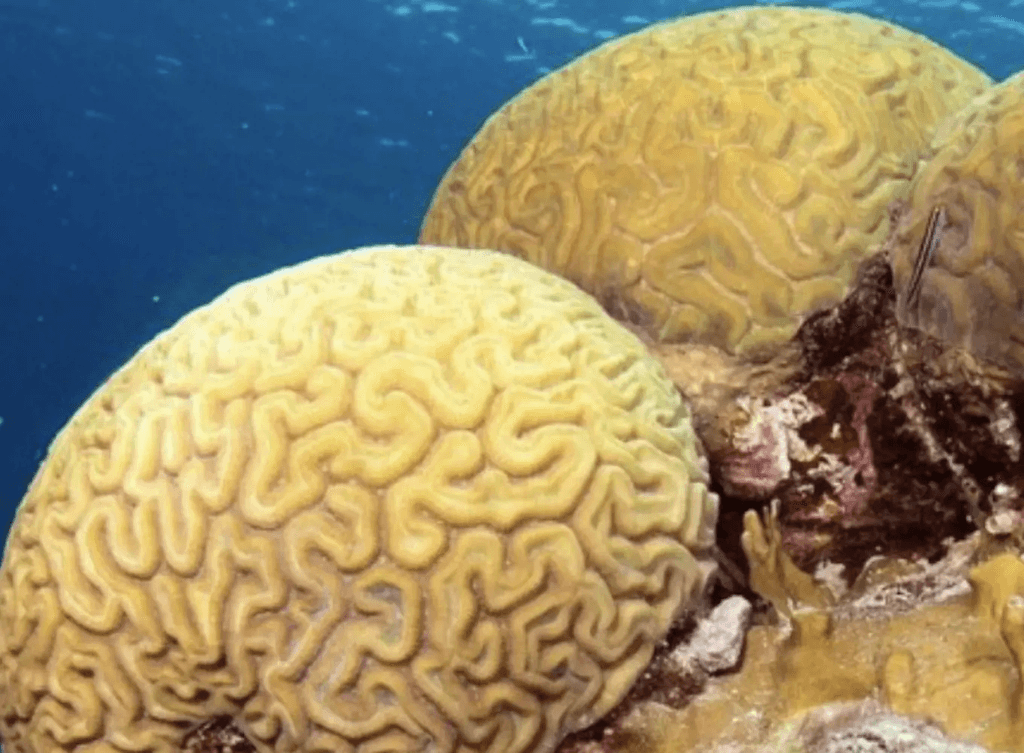 Angel City Double Reef