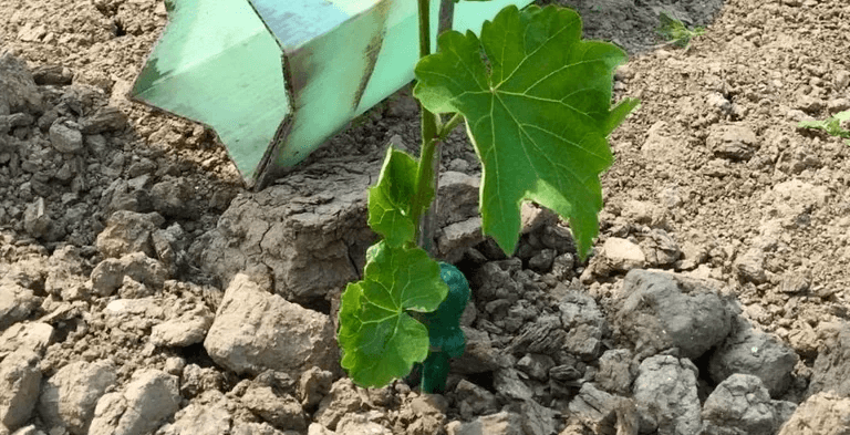 green plant on black soil