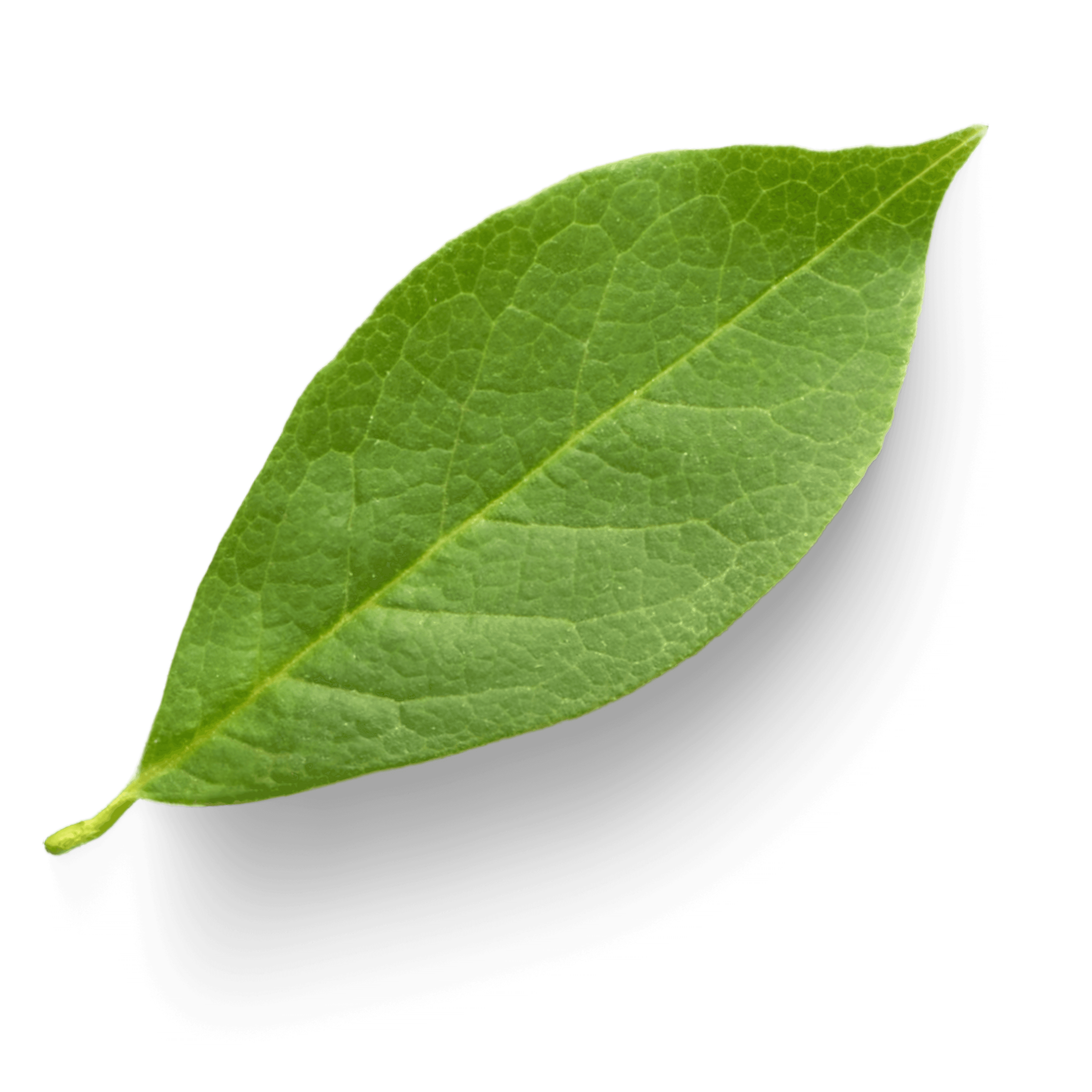 Leaf Image