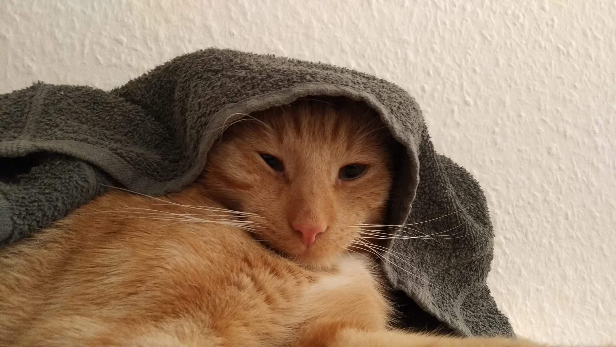 Gato siendo secado con una toalla