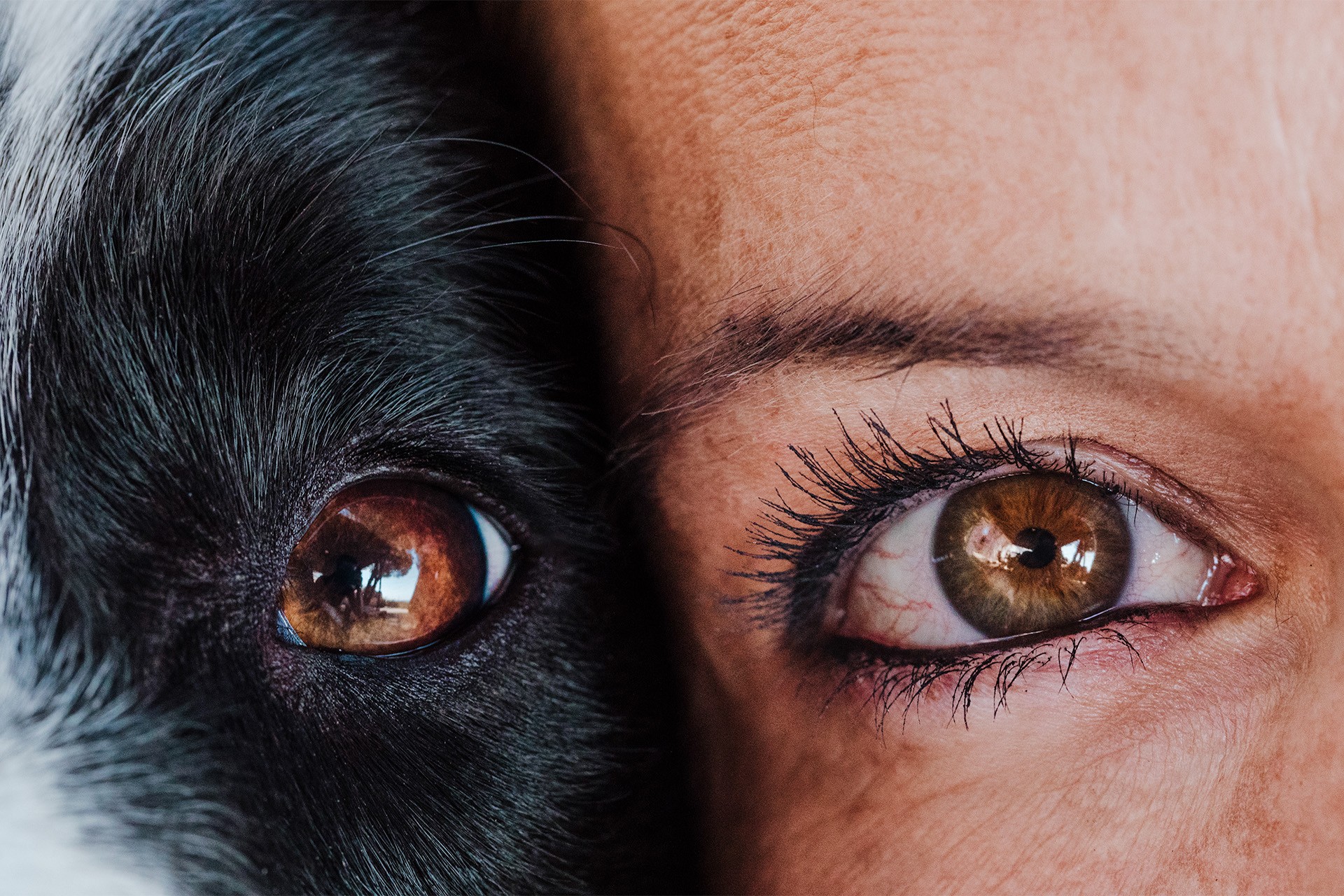 Closeup of human and dog eyes