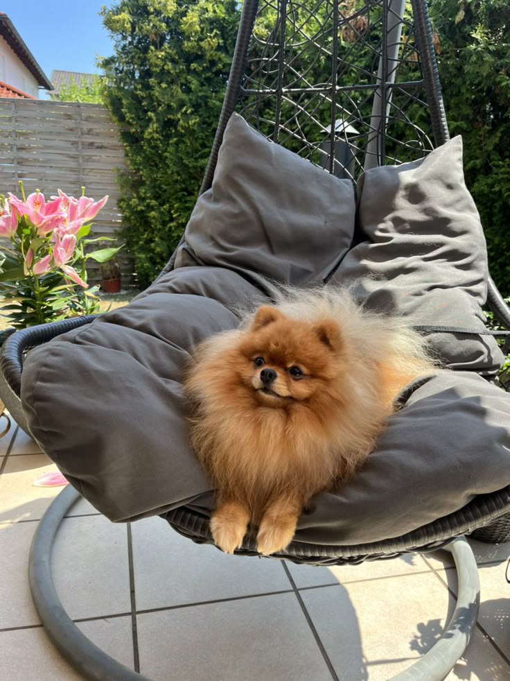 Pomeranian Personality: What to Expect from This Tiny Ball of Energy