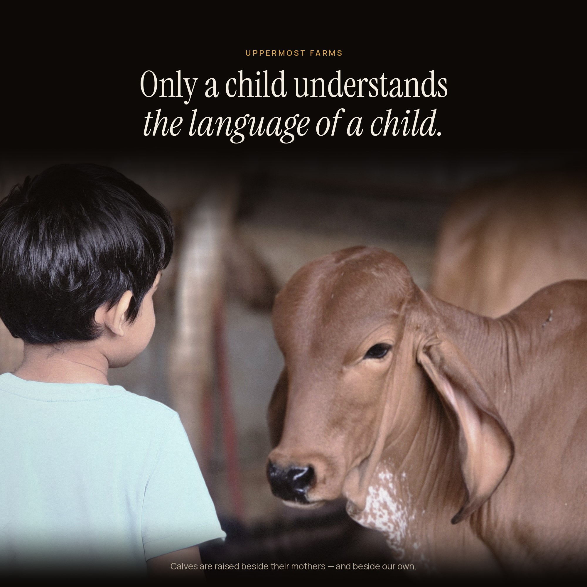A child looking at a Gir calf at Uppermost Farms