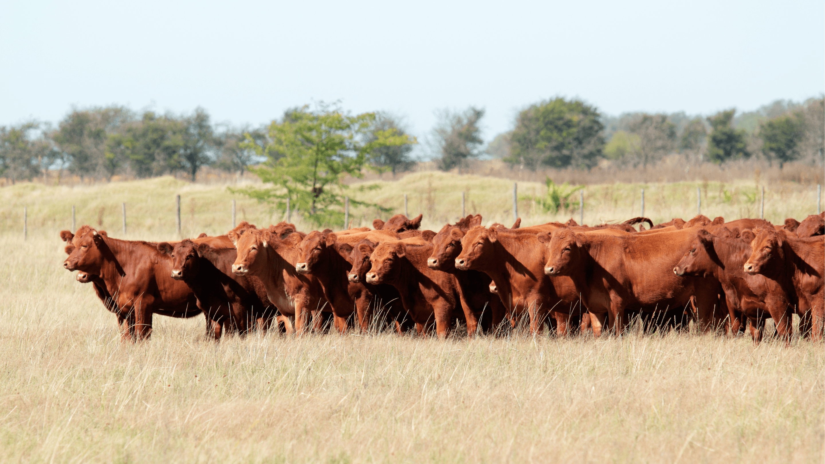 Campo y Ganado