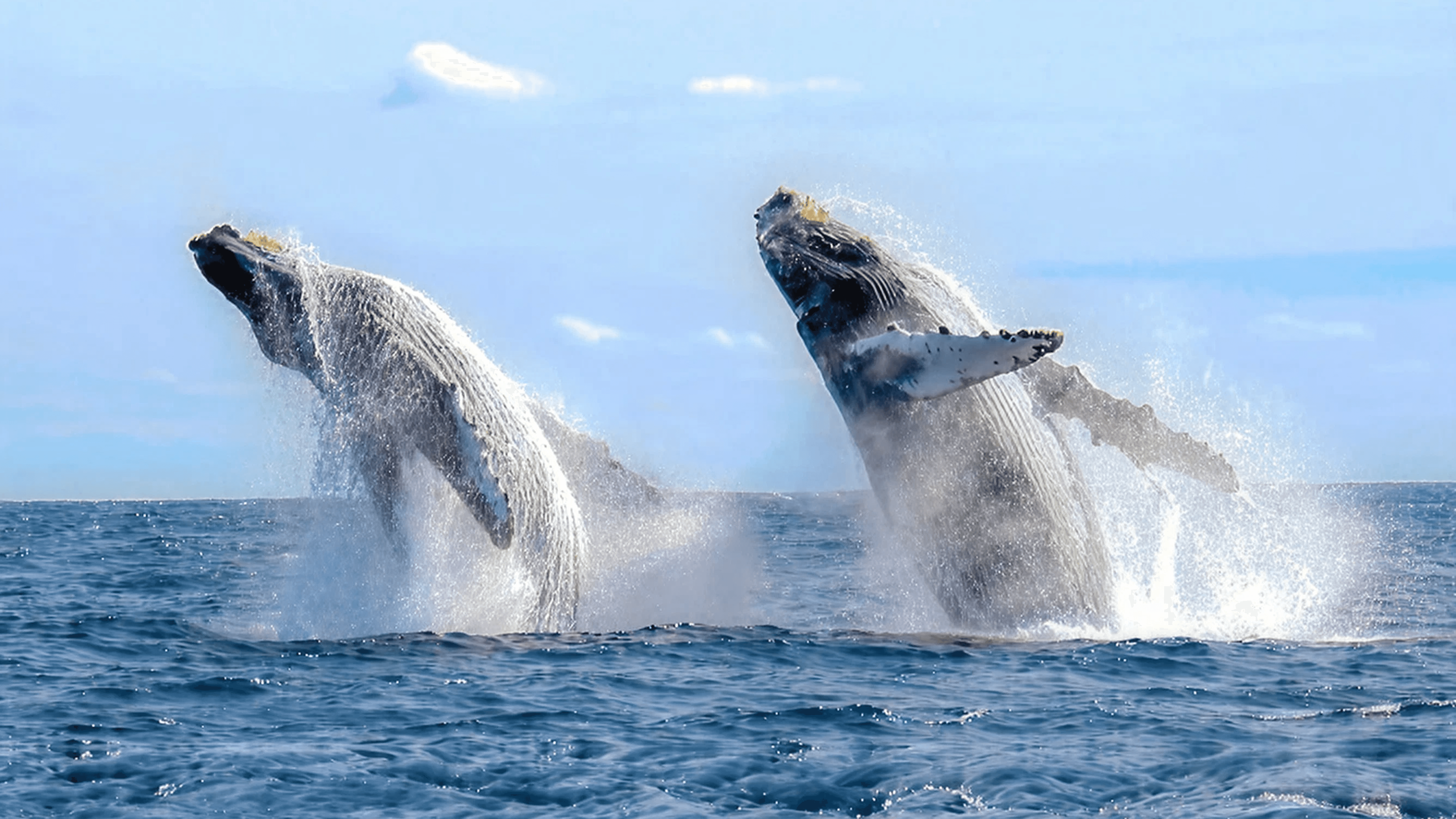 Two whales breaching simultaneously out of the blue ocean water