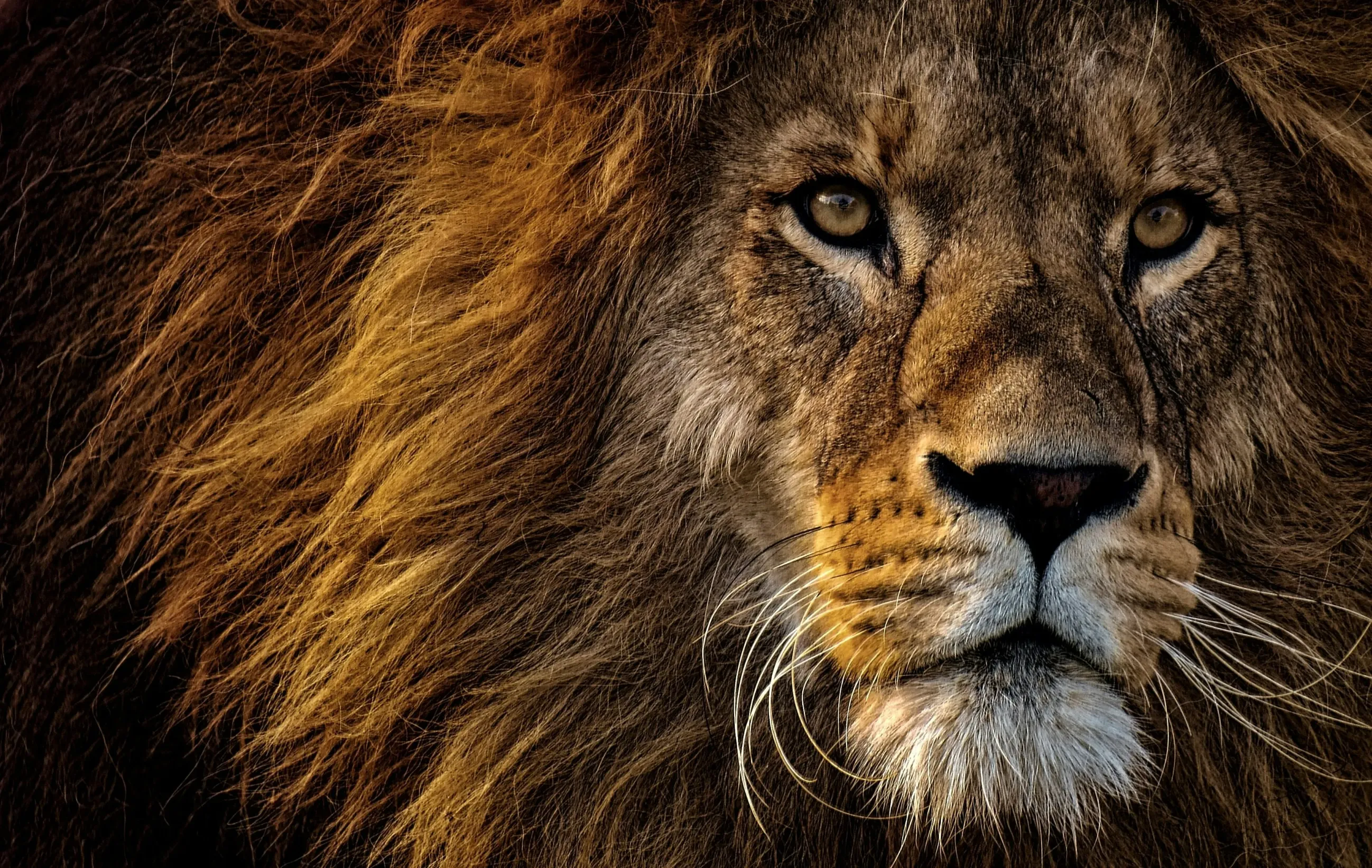 The Stoic Lion Guardian
