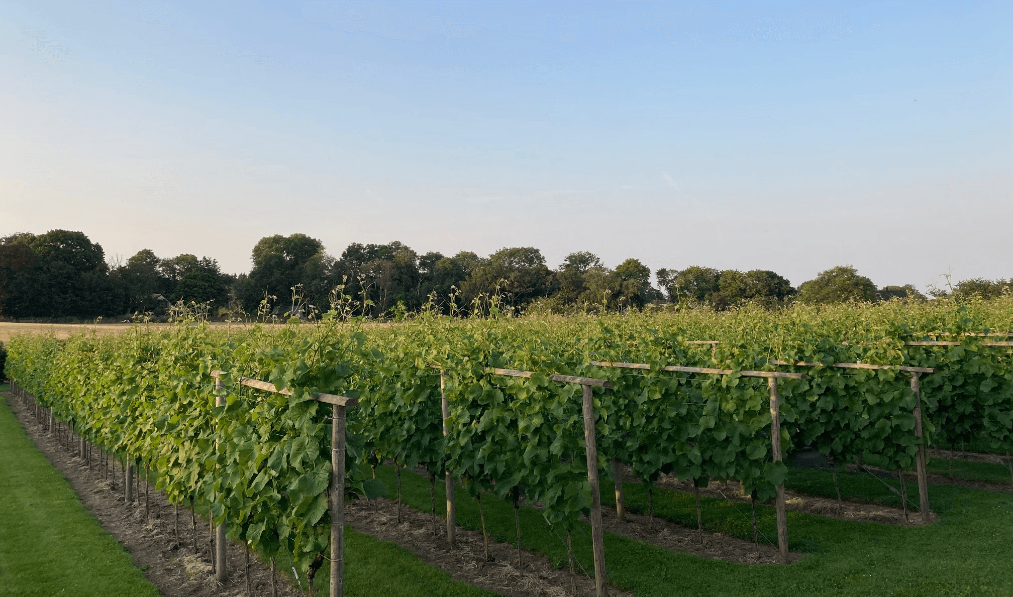 Elara Vineyard House: wine tastings in Saros' scenic vineyards