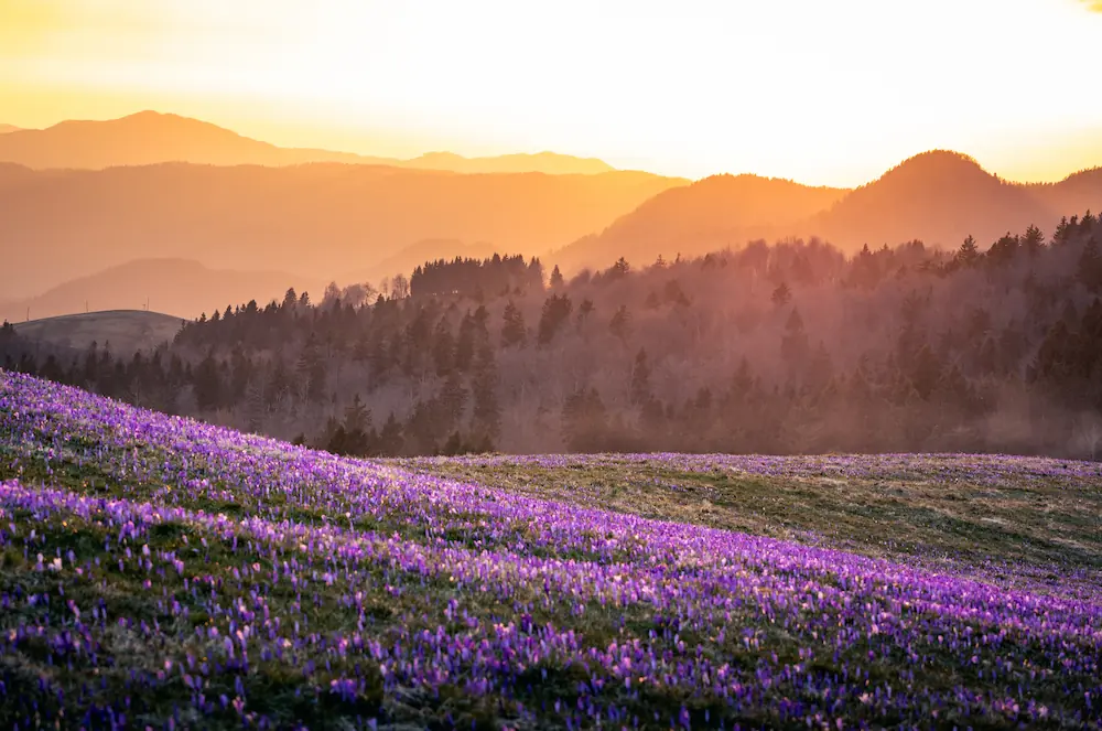 A rolling hillside covered in purple saffron crocuses at Mrzli Vrh, Slovenia, during a golden hour sunset, with layers of misty mountains and silhouetted evergreen forests in the background.