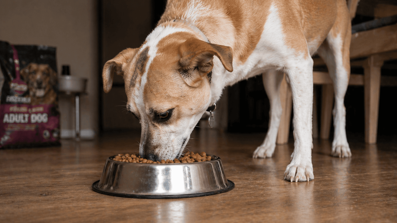 A dog is eating from a stainless steel bowl on a wooden floor in a cozy indoor setting.