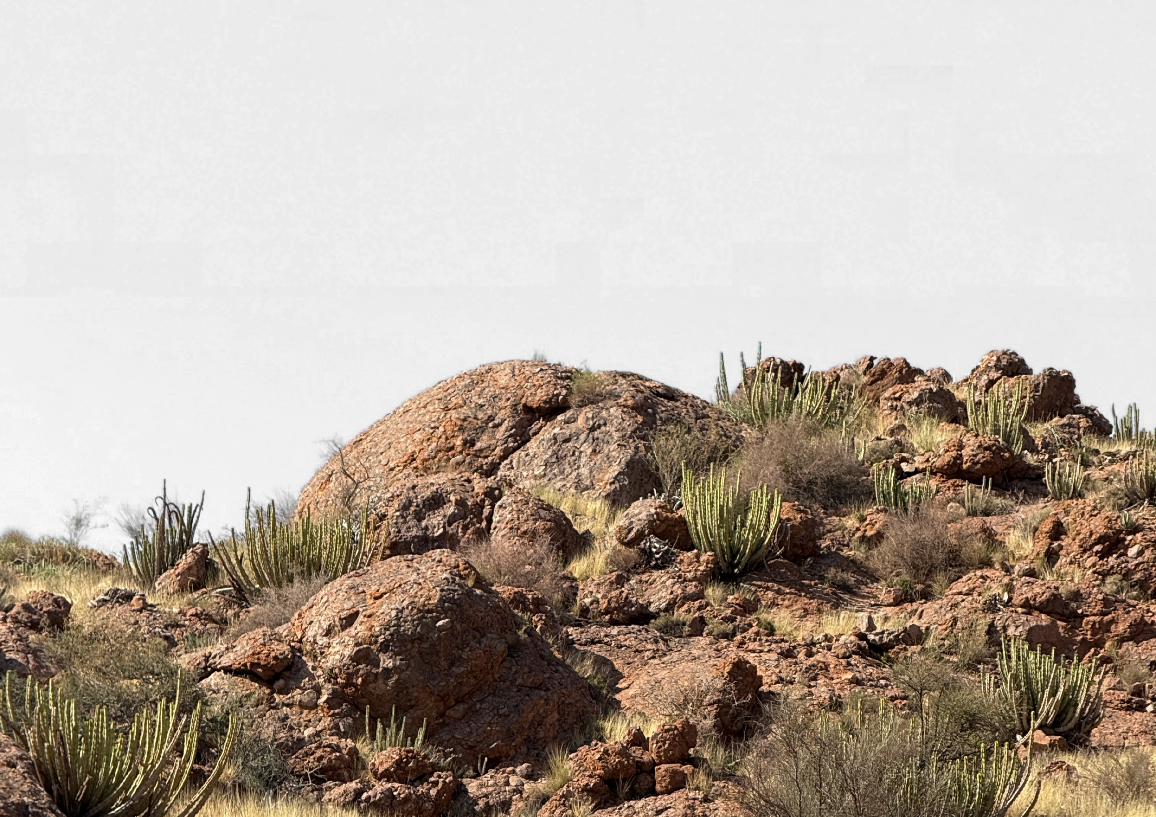 A rocky hillside of reddish-brown boulders with tall column cacti, dry grasses and low shrubs.