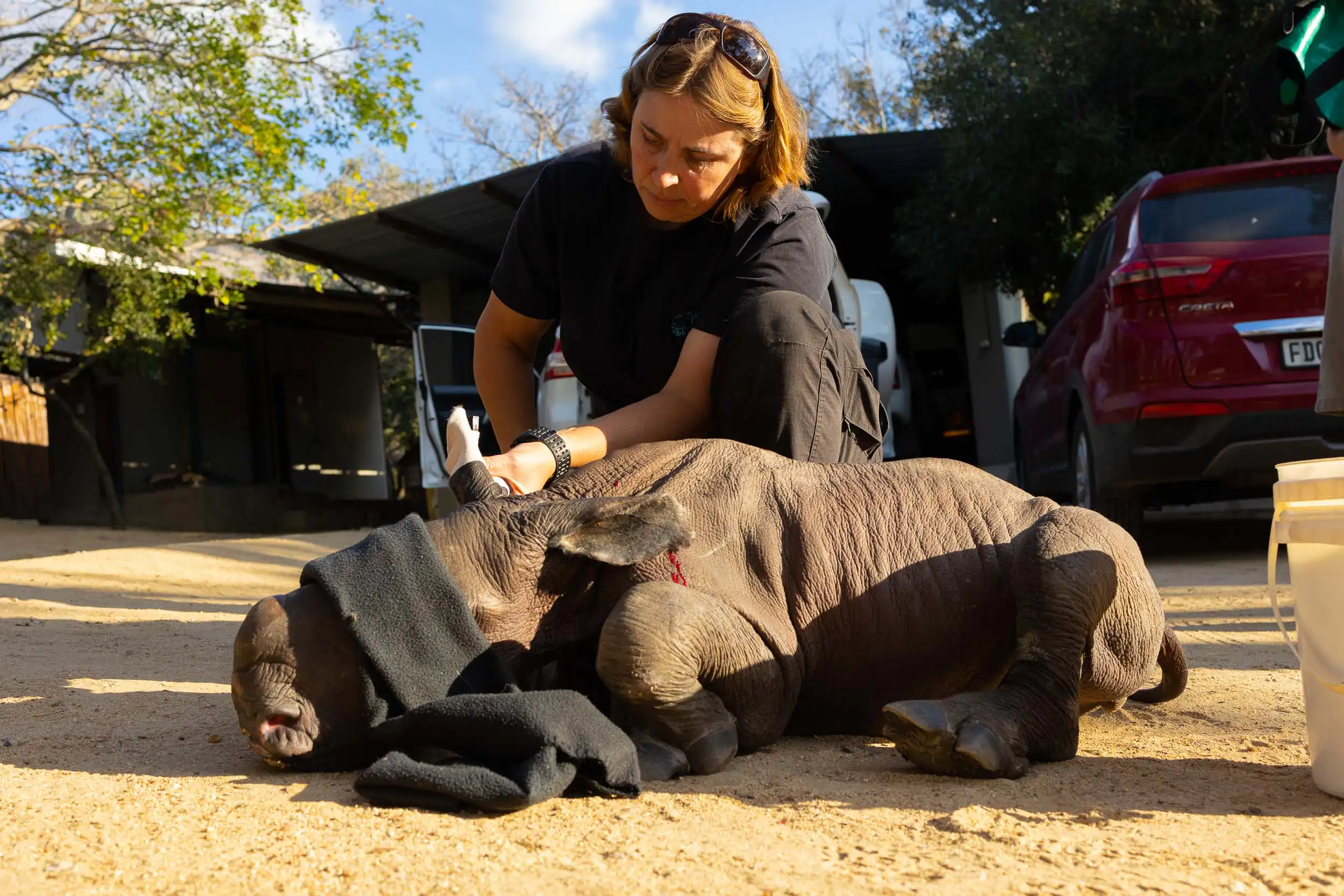 A vet caring for a rescued young rhino
