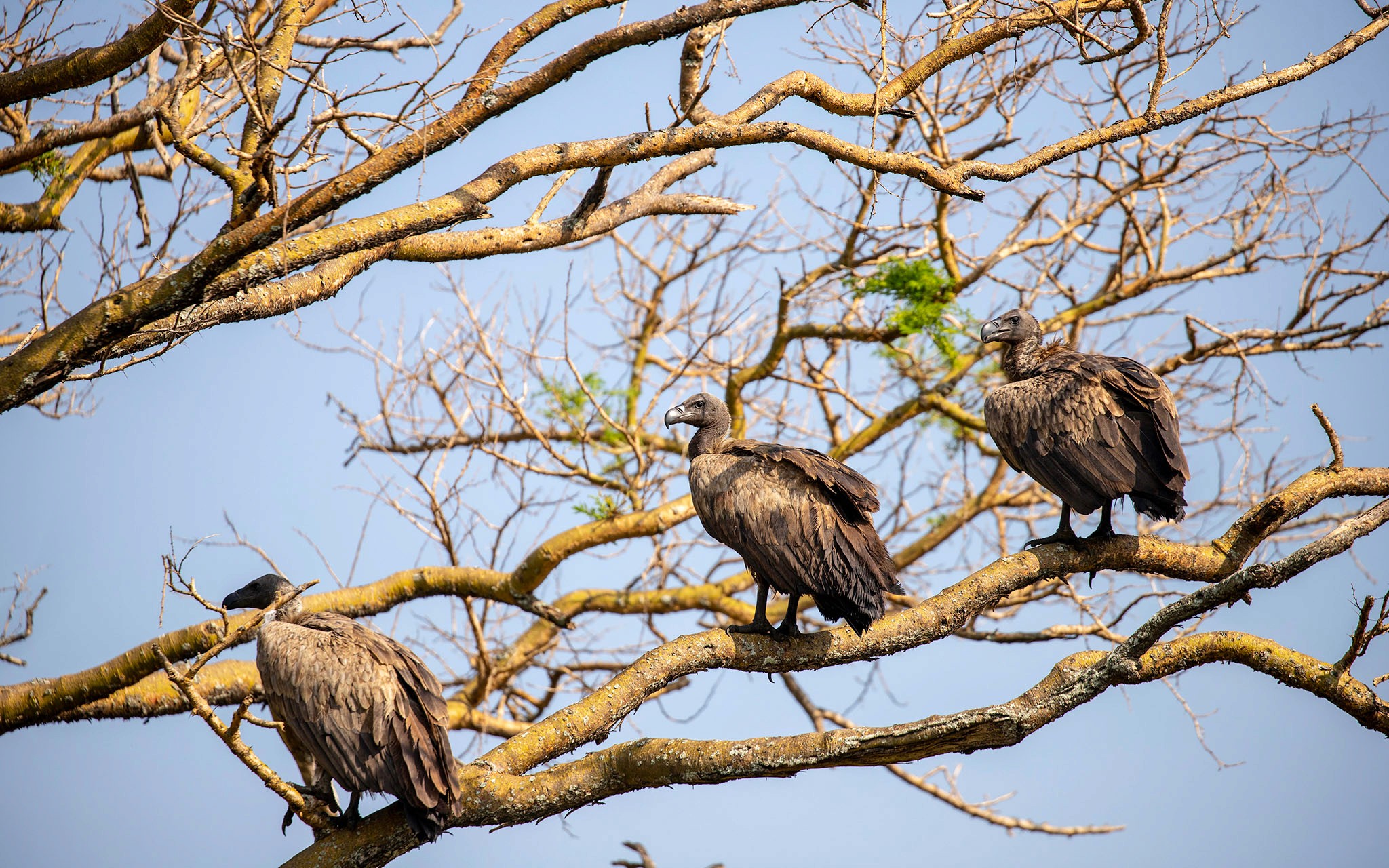 African white backed vultures surveying a territory