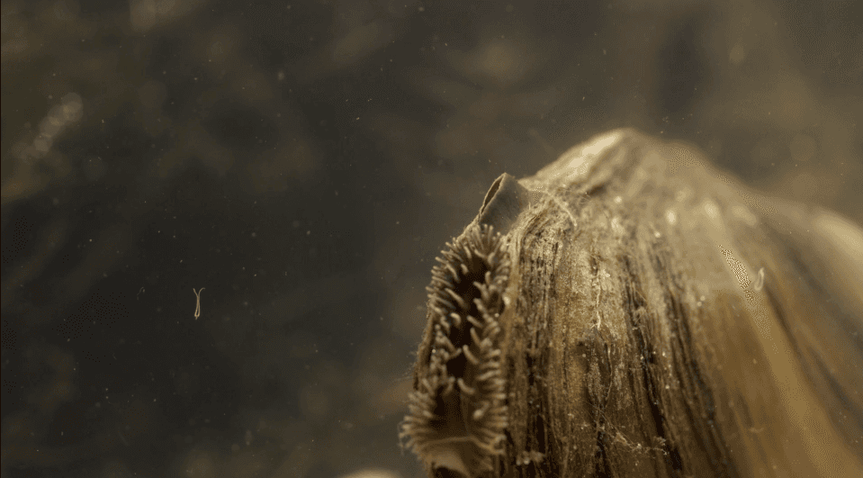 Nederland Onder Water.