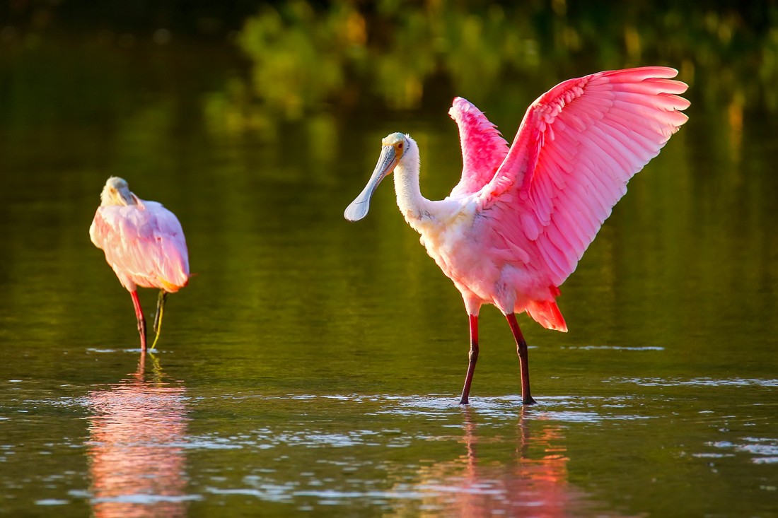 pink bird on water during daytime