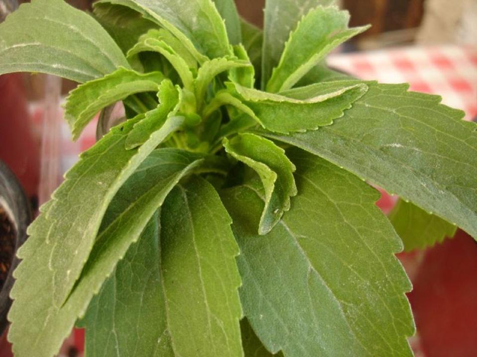 stevia