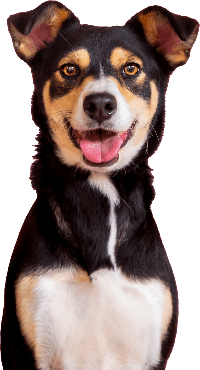 doggy doggy home dubai