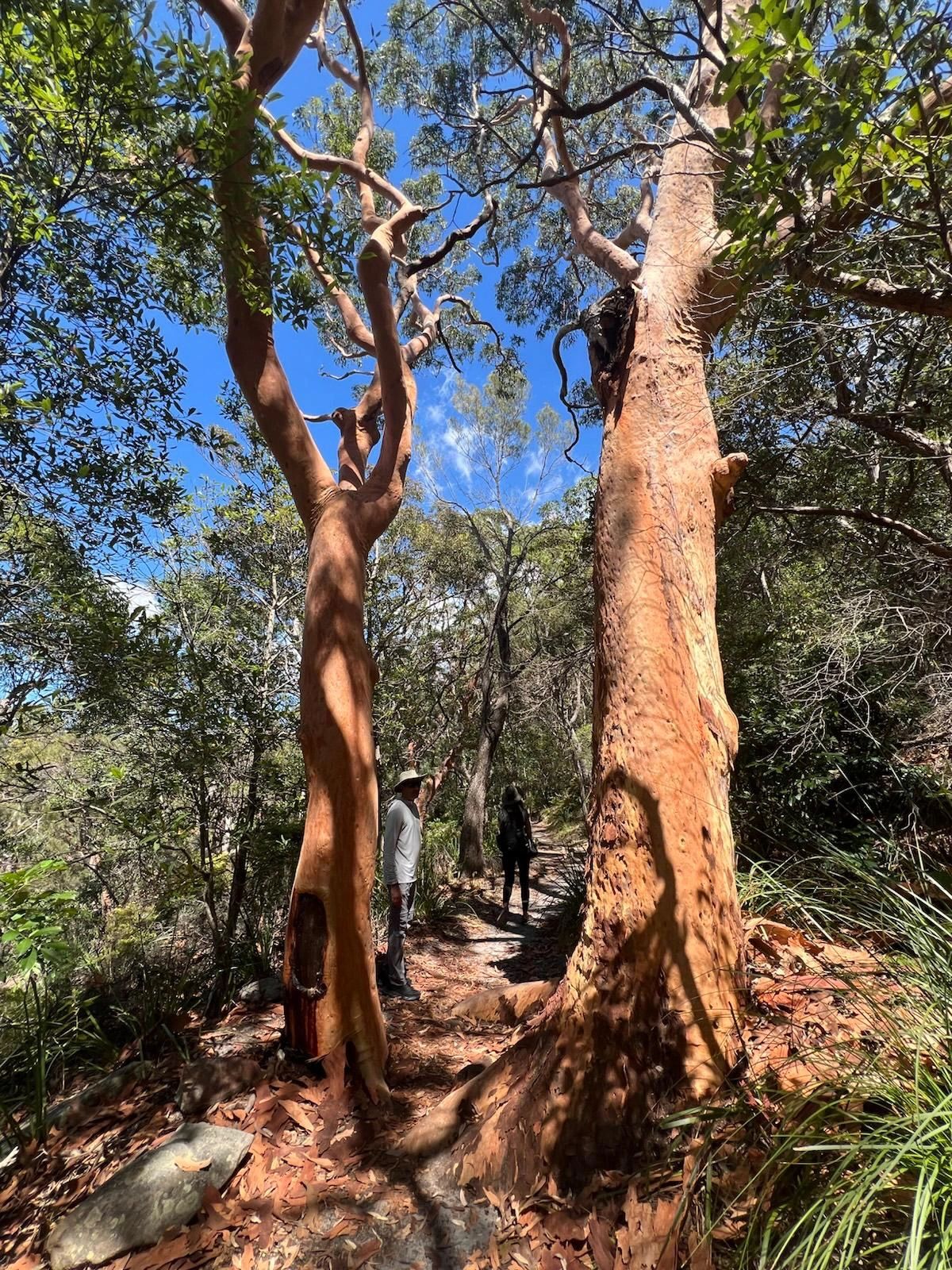 I Burned Out. Then the Forest Healed Me.