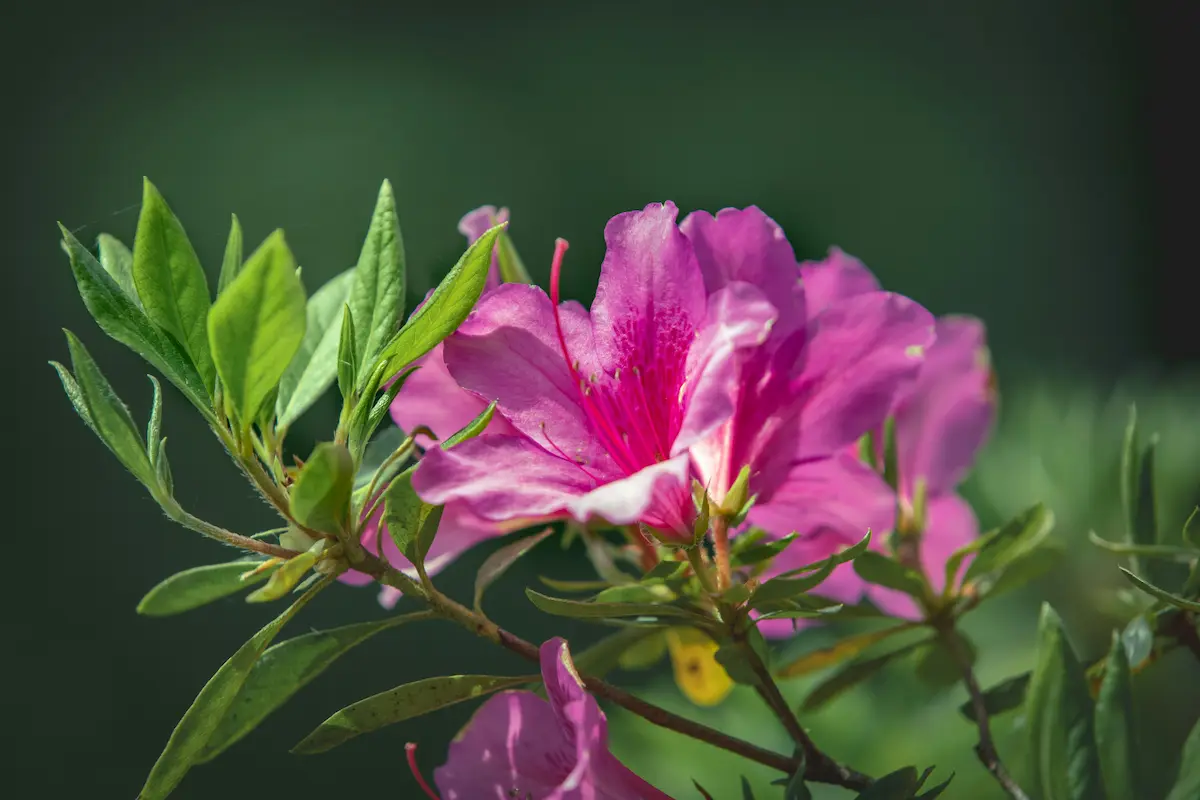 An Azalea Blooming in Spring