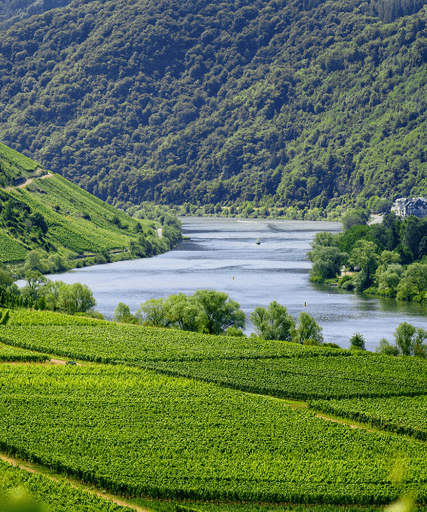 A panoramic view of a lush vineyard with rolling hills and a river in the background.