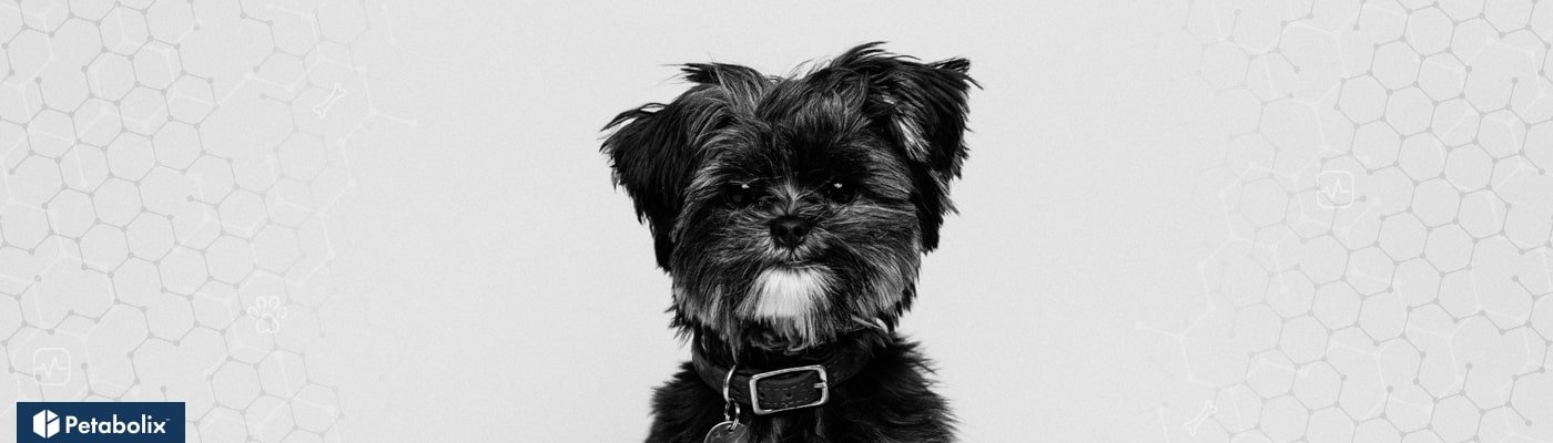 Affenpinscher image