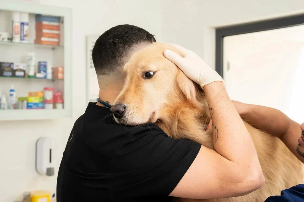 Dr. Rokas Proscevicius holds a dog gently in our veterinary clinic.