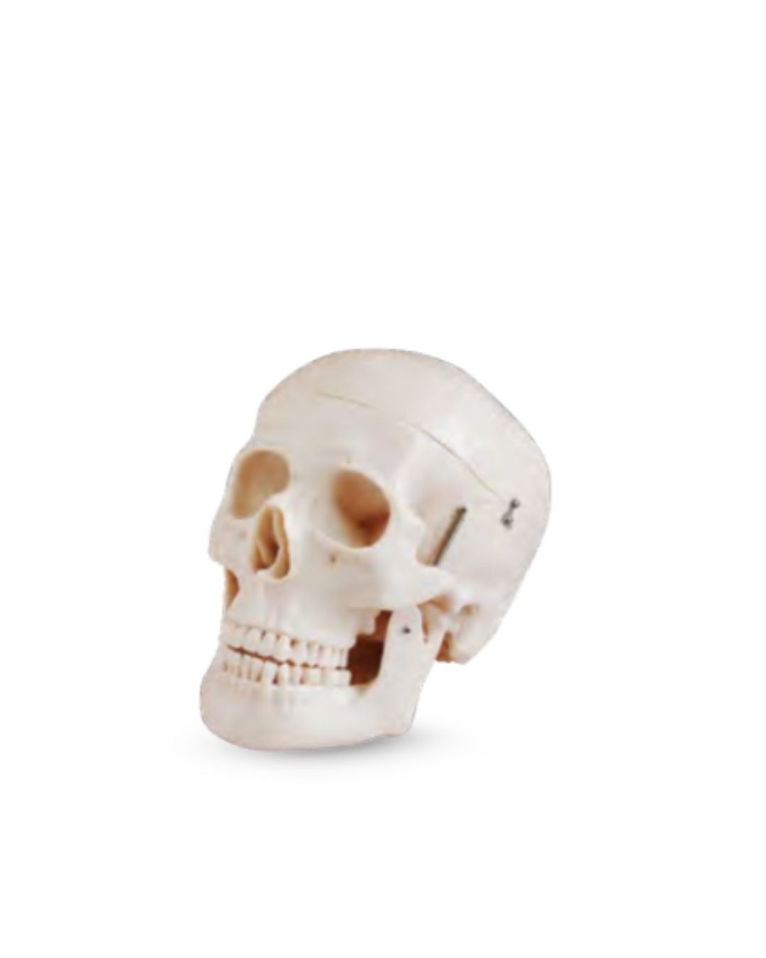 Life-size Skull