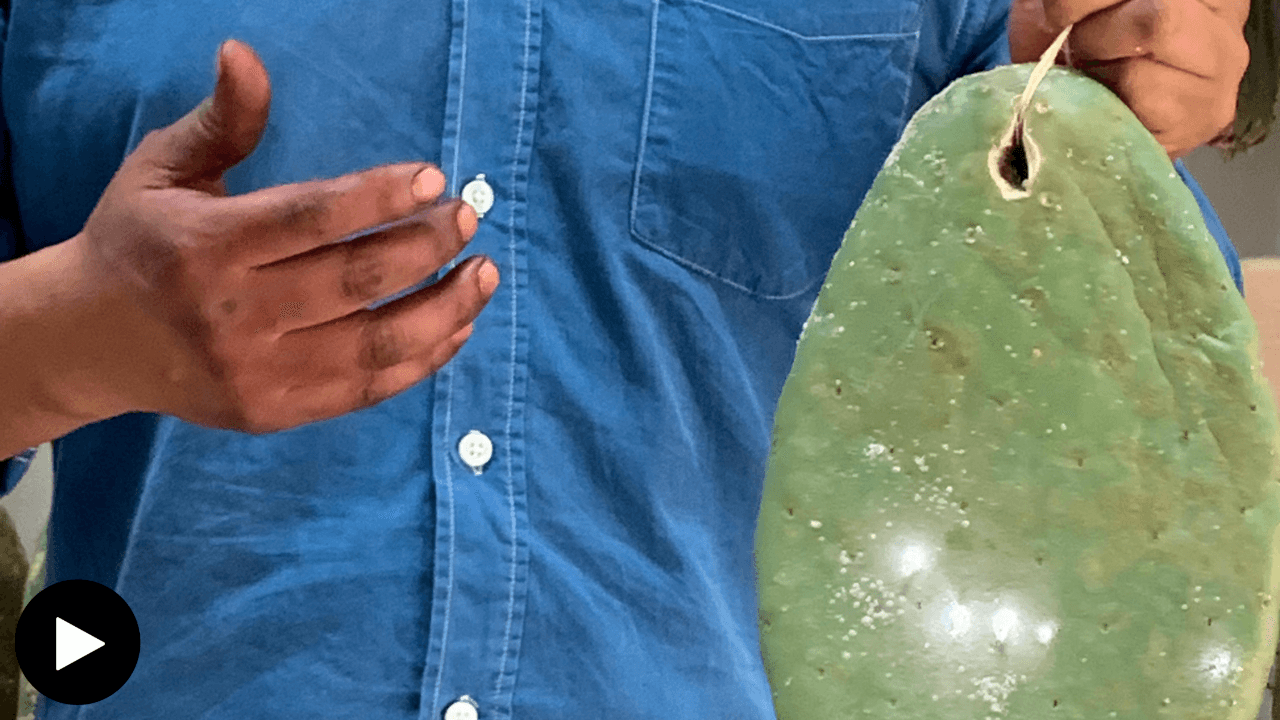 A man holds up a leaf of nopal, covered in the white, waxy residue generated by cochineal insects. His hand motions toward it.