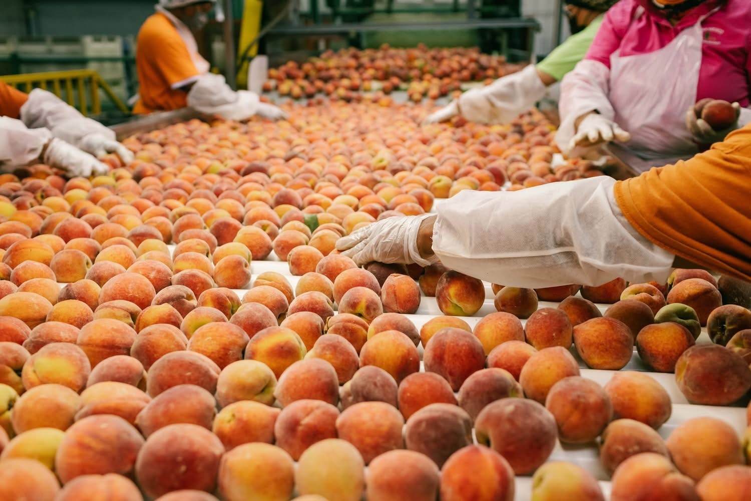 sorting-peaching