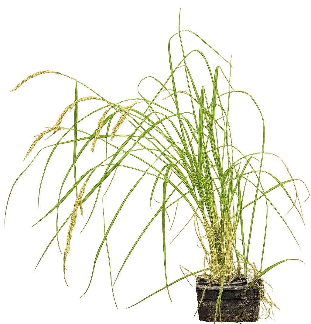 Side-by-side comparison of treated and control rice plants showing increased yield performance.