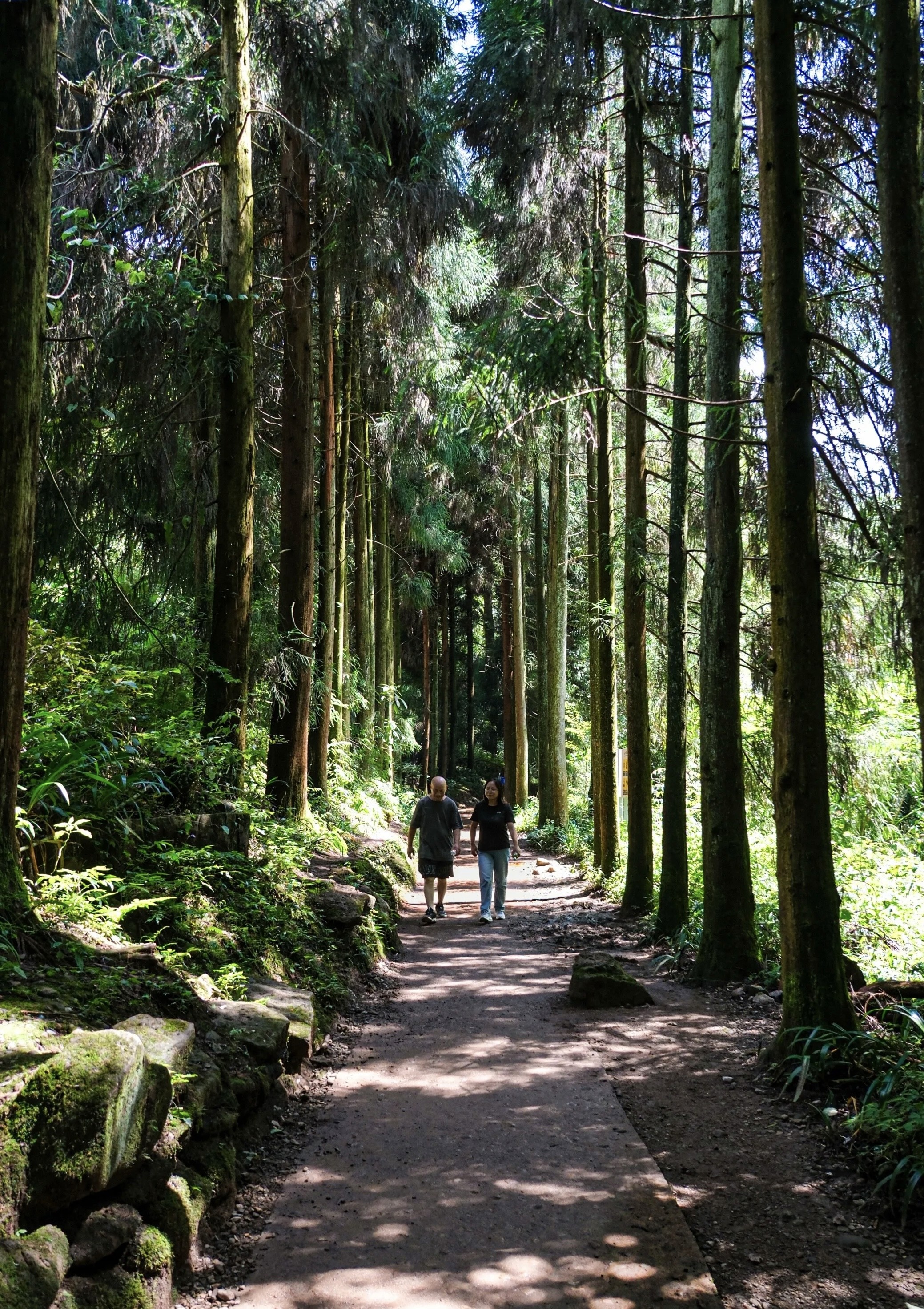 Tourists hiking on forest path at Qingcheng Mountain