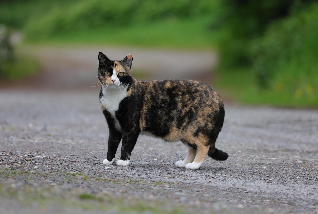cat,-pet,-domestic-cat,-domestic-animal,-animal,-tortoise-shell,-tricolor-cat,-t - j_blueberry (pixabay)