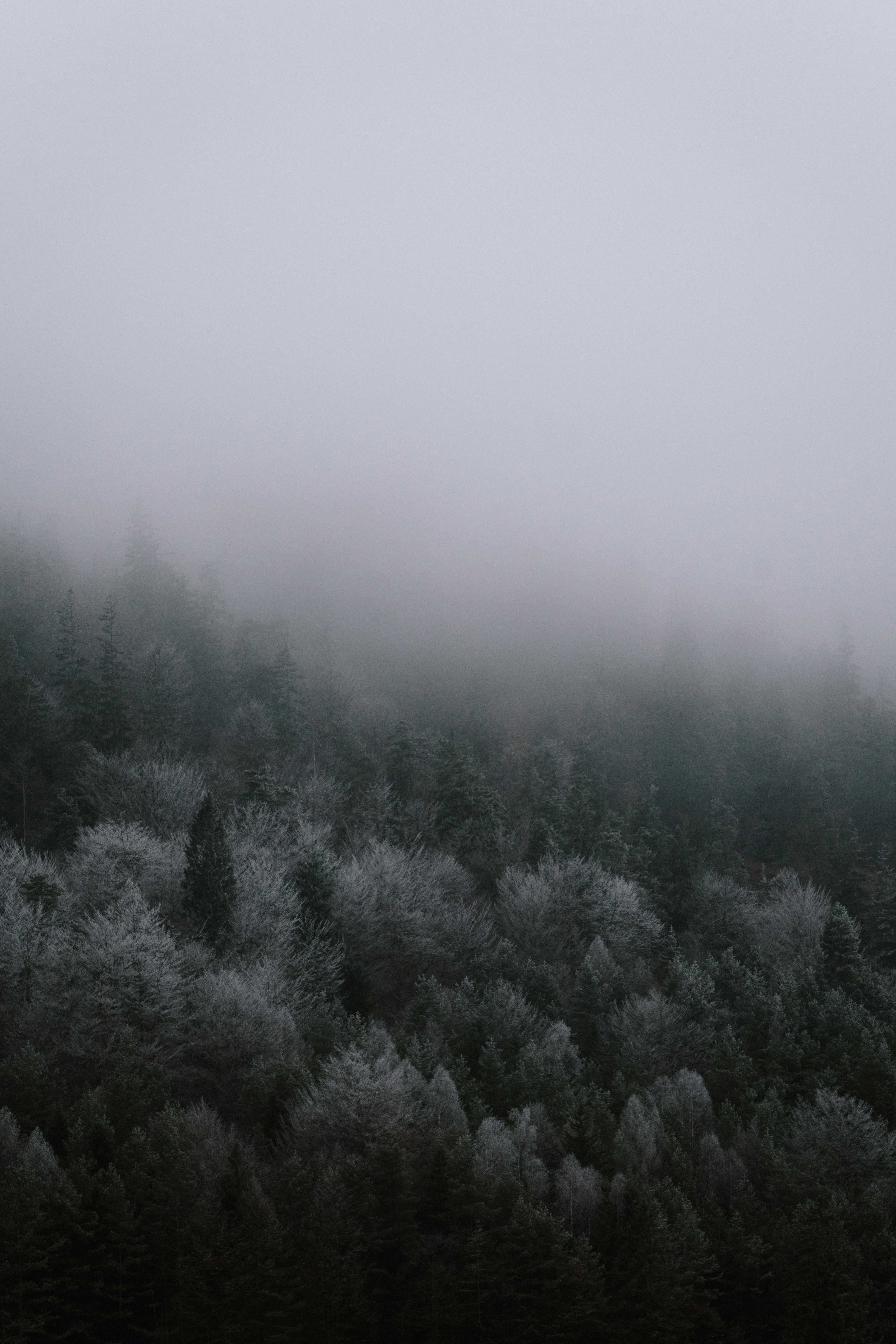 Misty evergreen forest on a foggy day