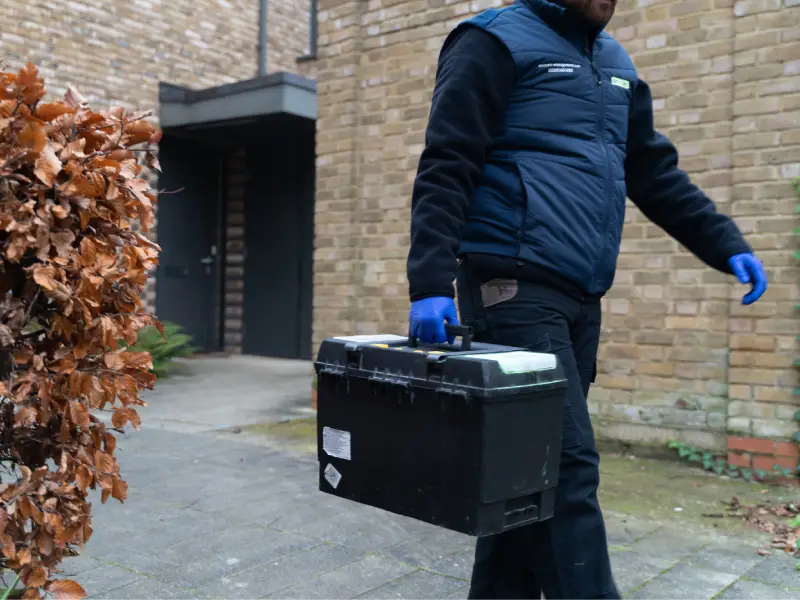 Carpet beetle control London