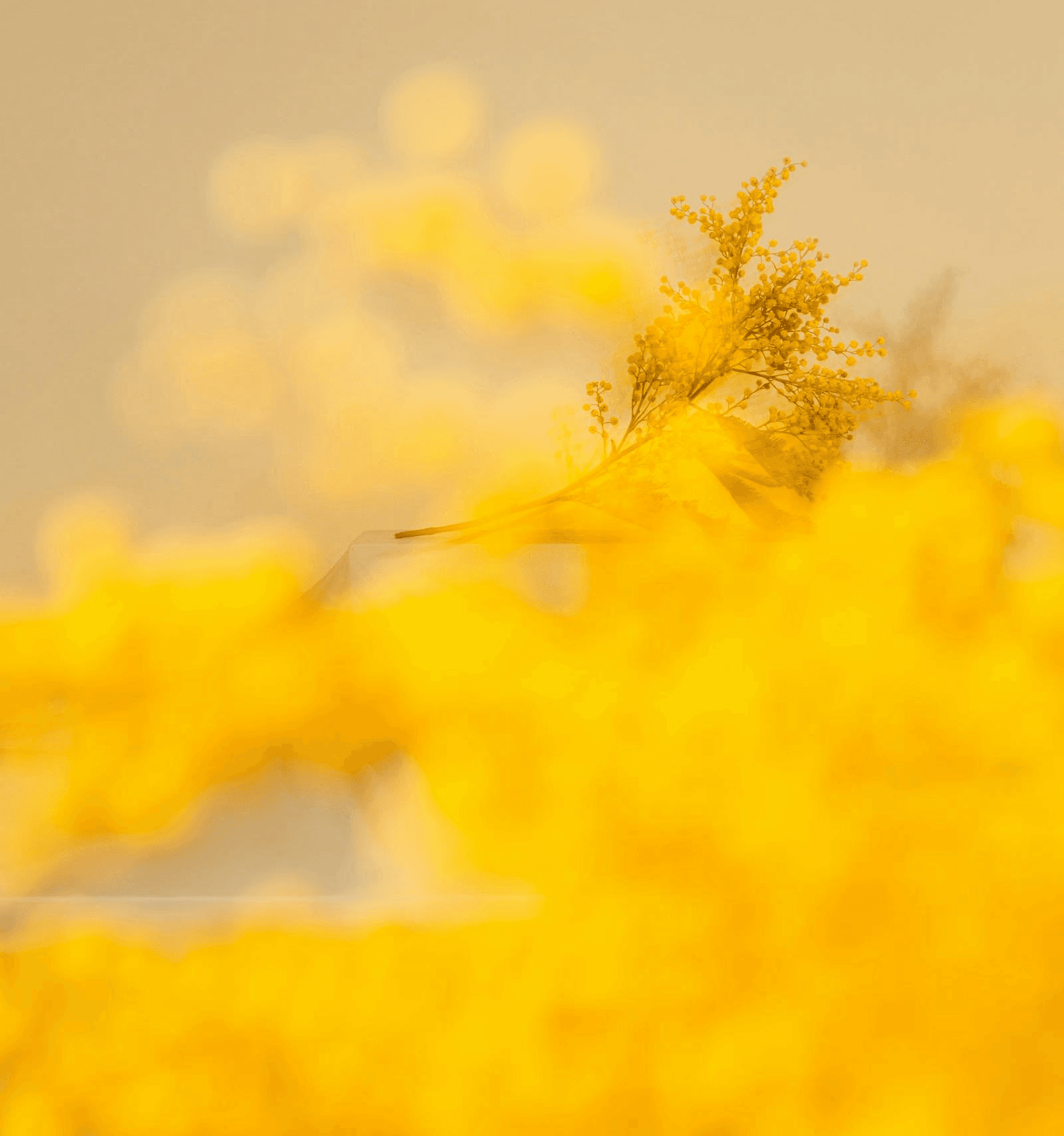 Soft, abstract portrait of a woman in profile, rendered with horizontal light lines.