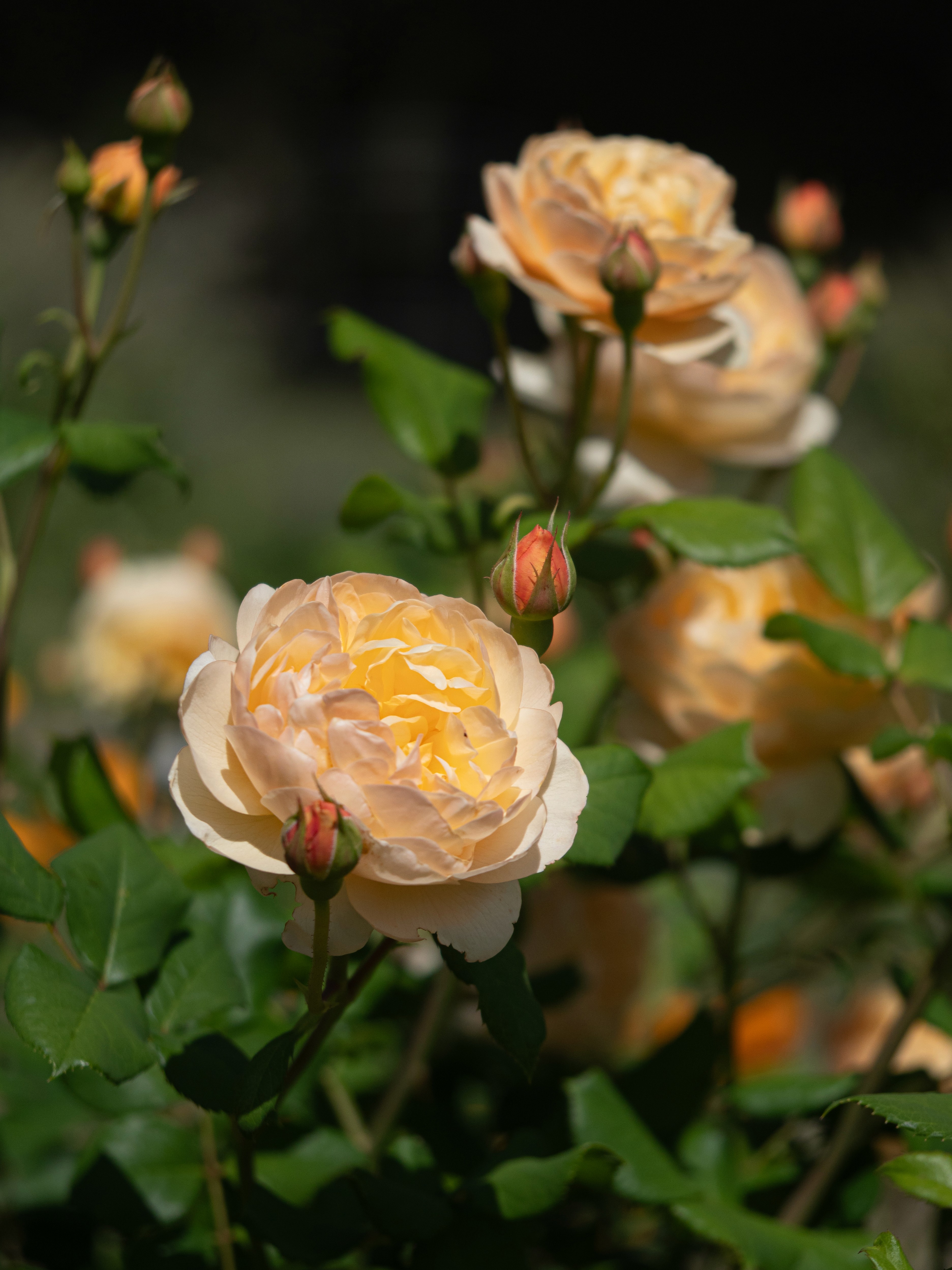 Roald Dahl rose flowers in full bloom.