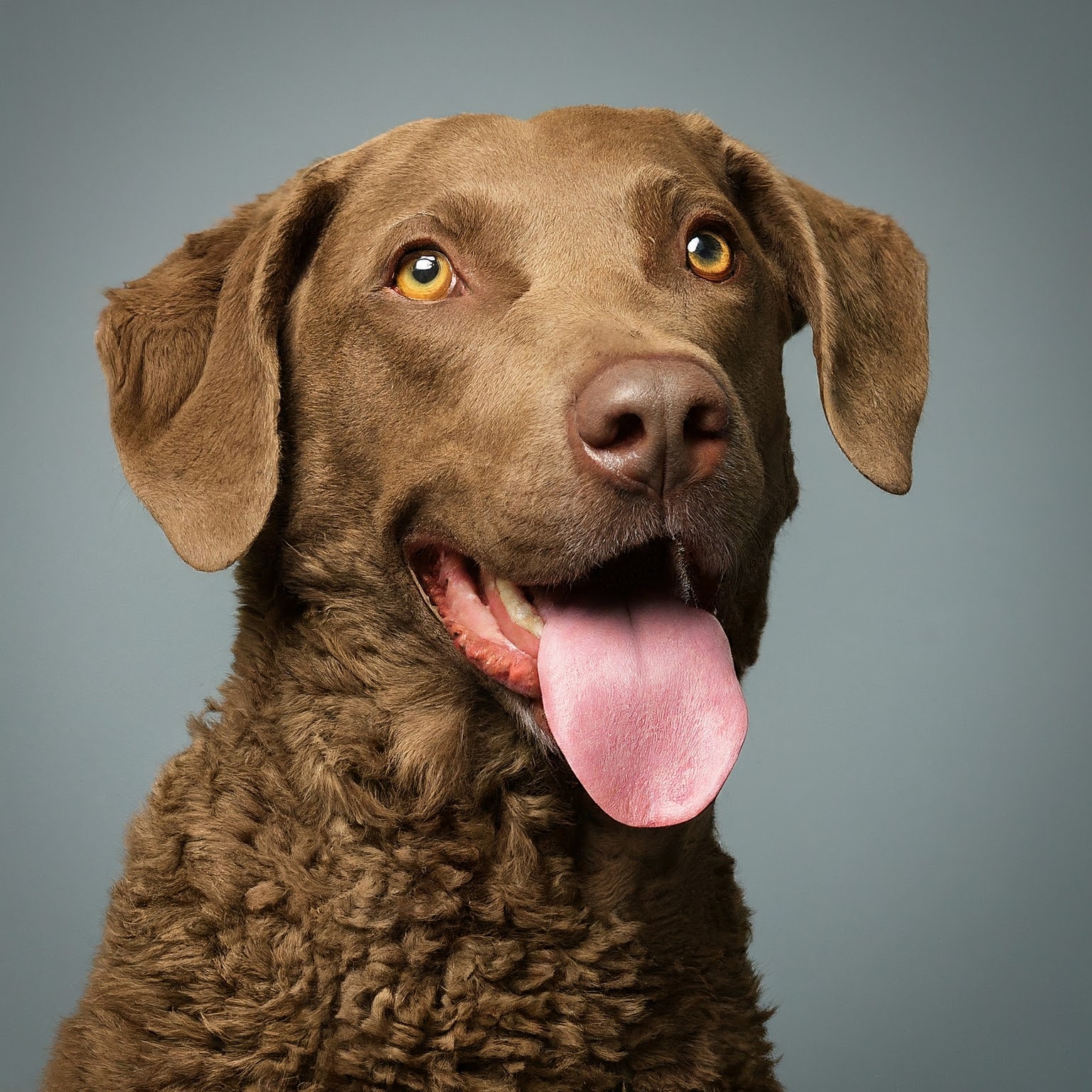 BUDDYUNO, Chesapeake Bay Retriever