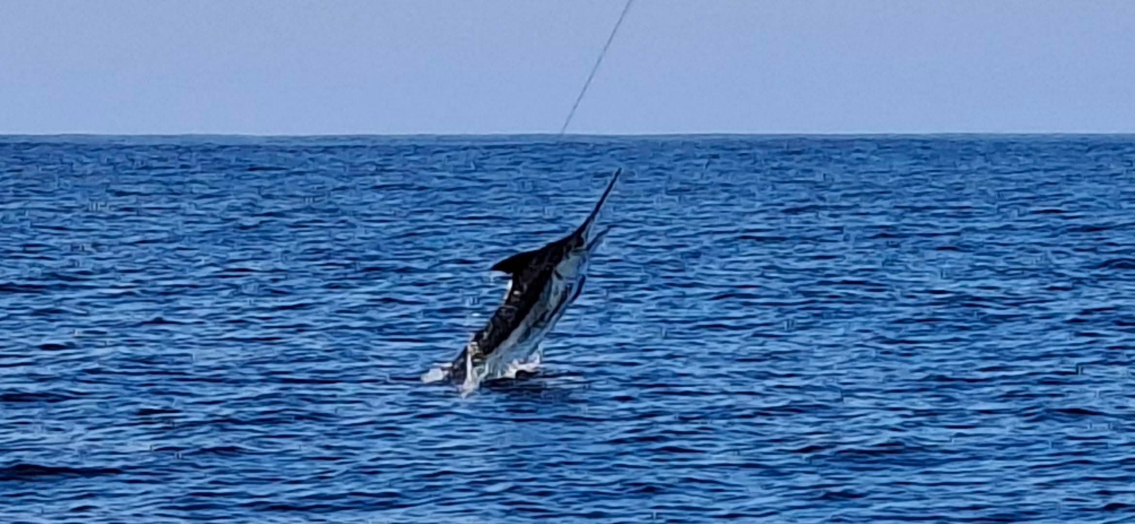 Mexico, sailfish, rooster, mahi mahi