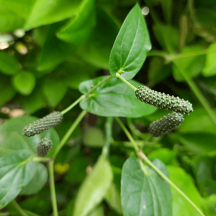 An unripe pippali growing in the graden