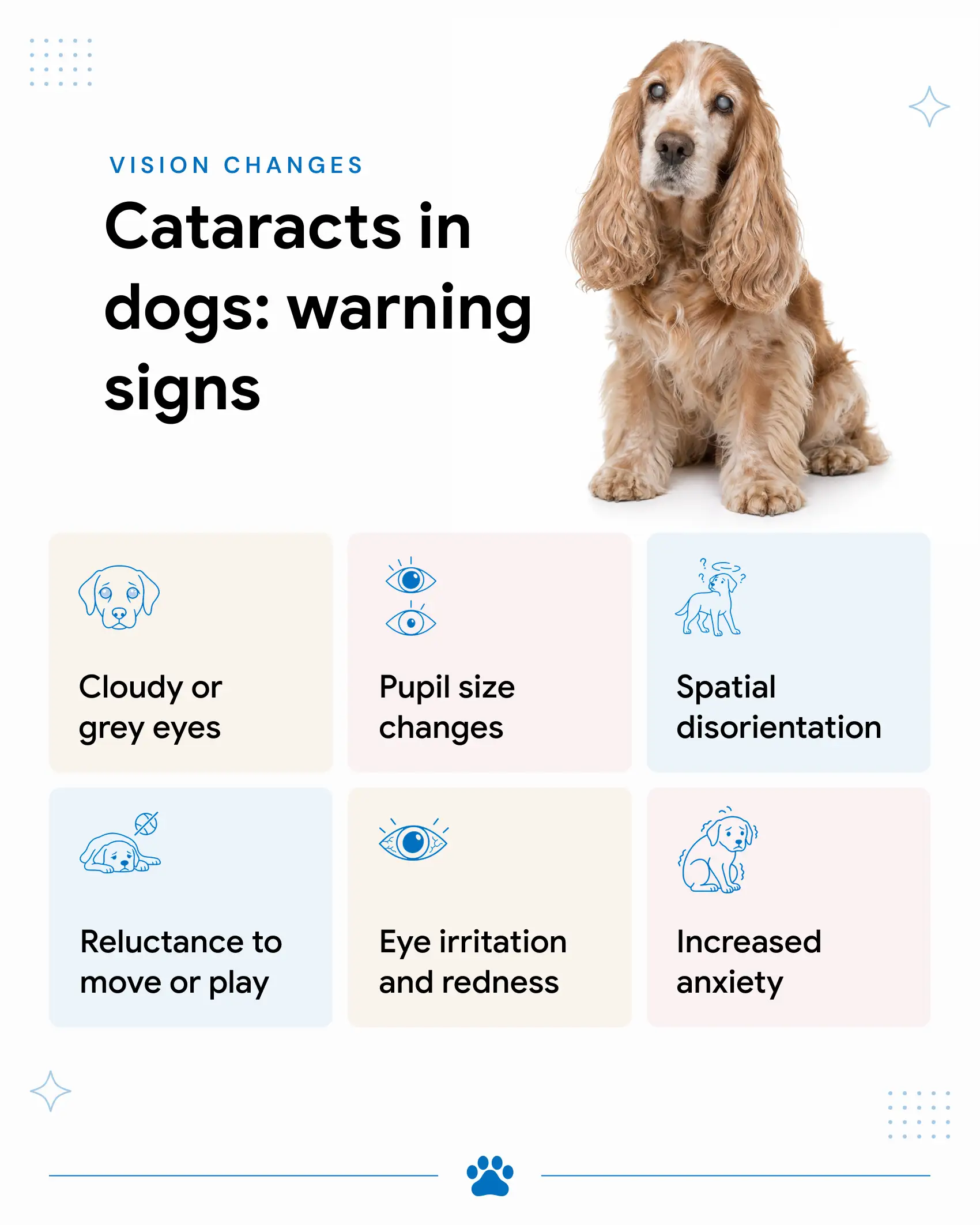 An infographic showing the common symptoms of cataracts in dogs.
