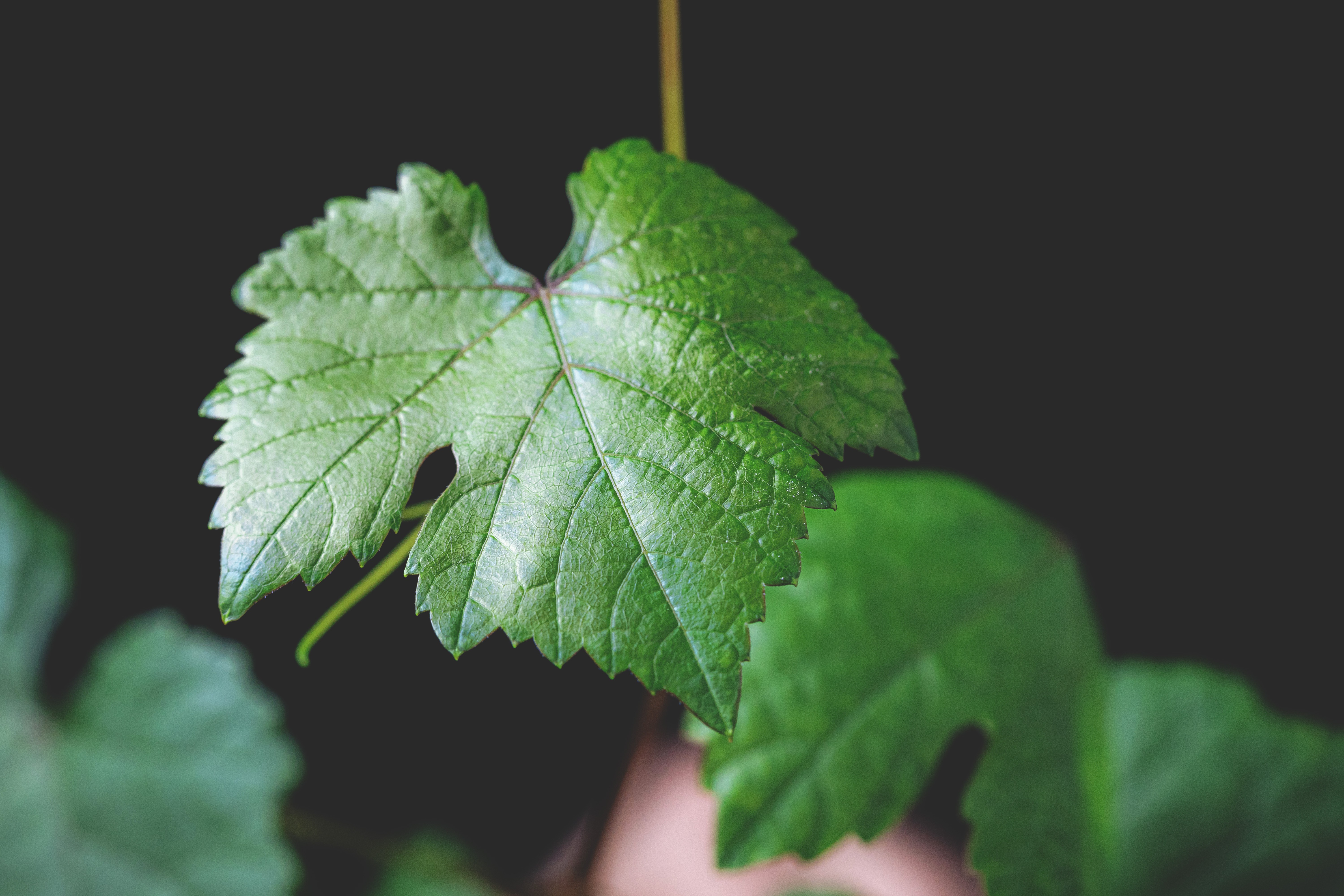 Close-up of a dark green leaf showing its textured surface and central vein against a muted background.