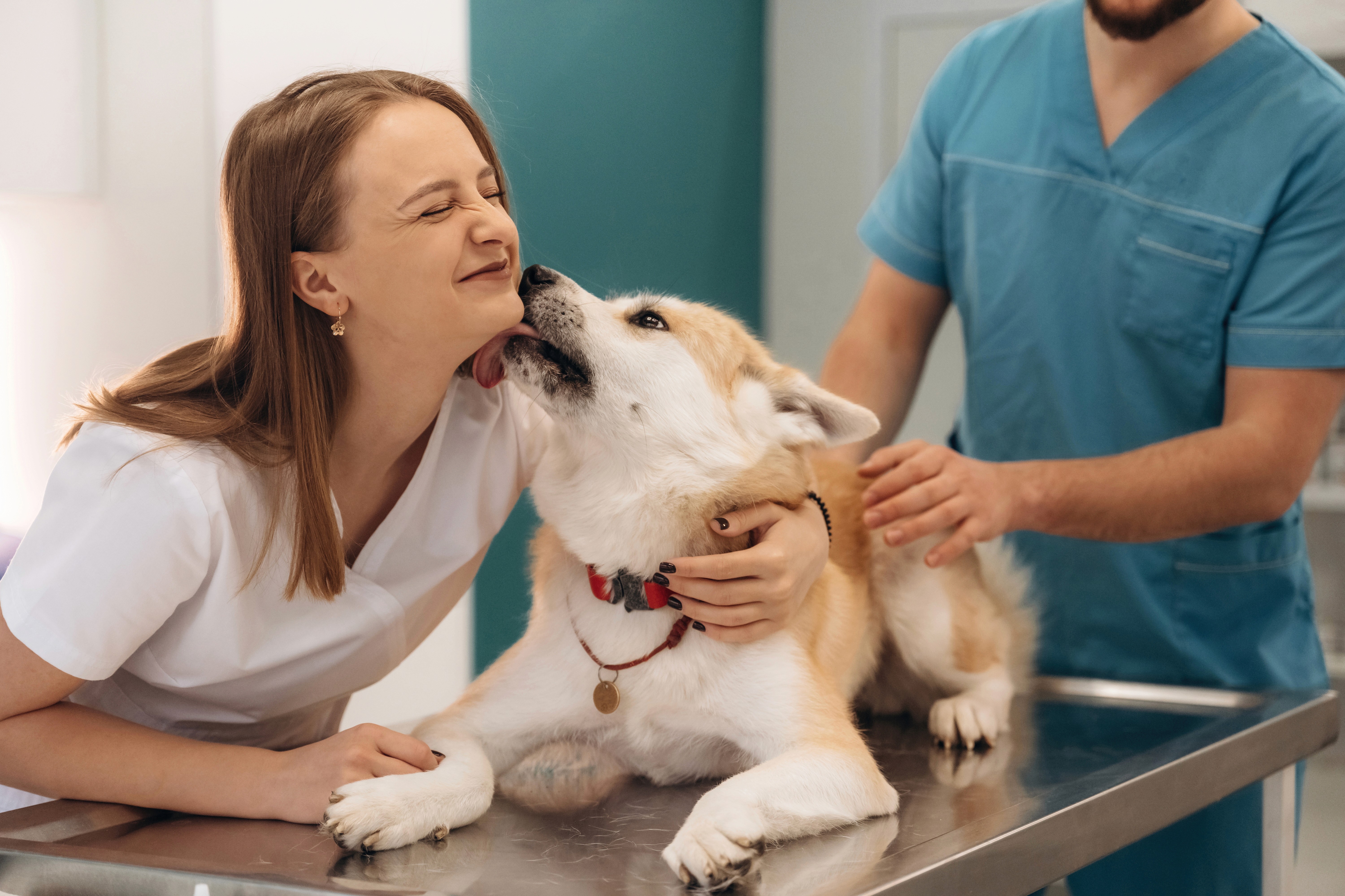 Veterinary Team Collaboration: Technology for Better Continuity of Care