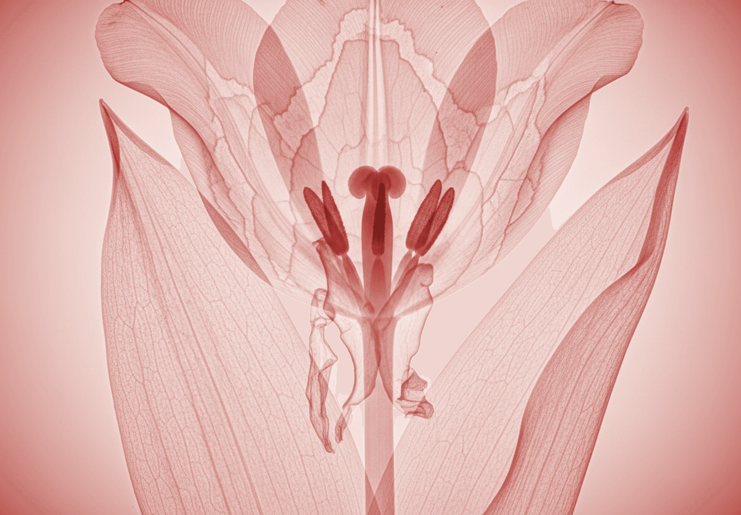 X-ray of a red tulip's interior.