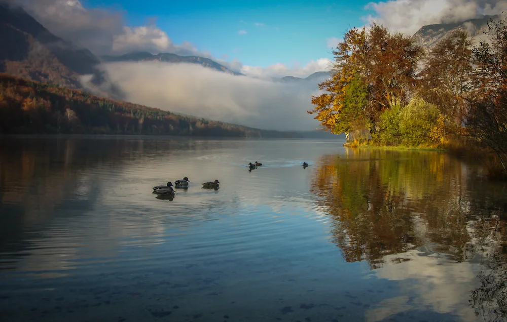 Ducks swimming on Lake Bohinj, Slovenia in autumn, with fall foliage and low-lying clouds clinging to the surrounding mountains.