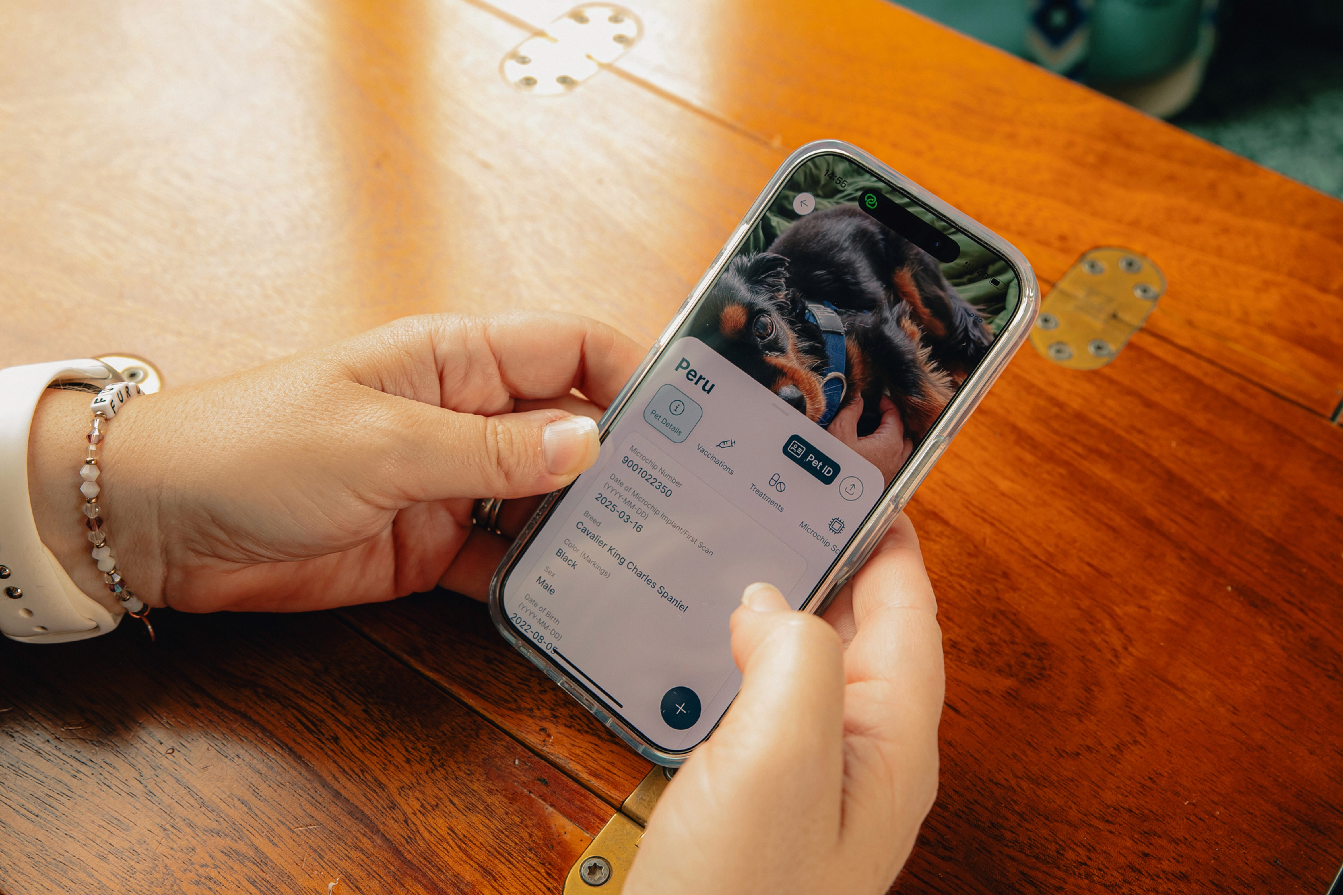Phone showing a dog's digital pet ID