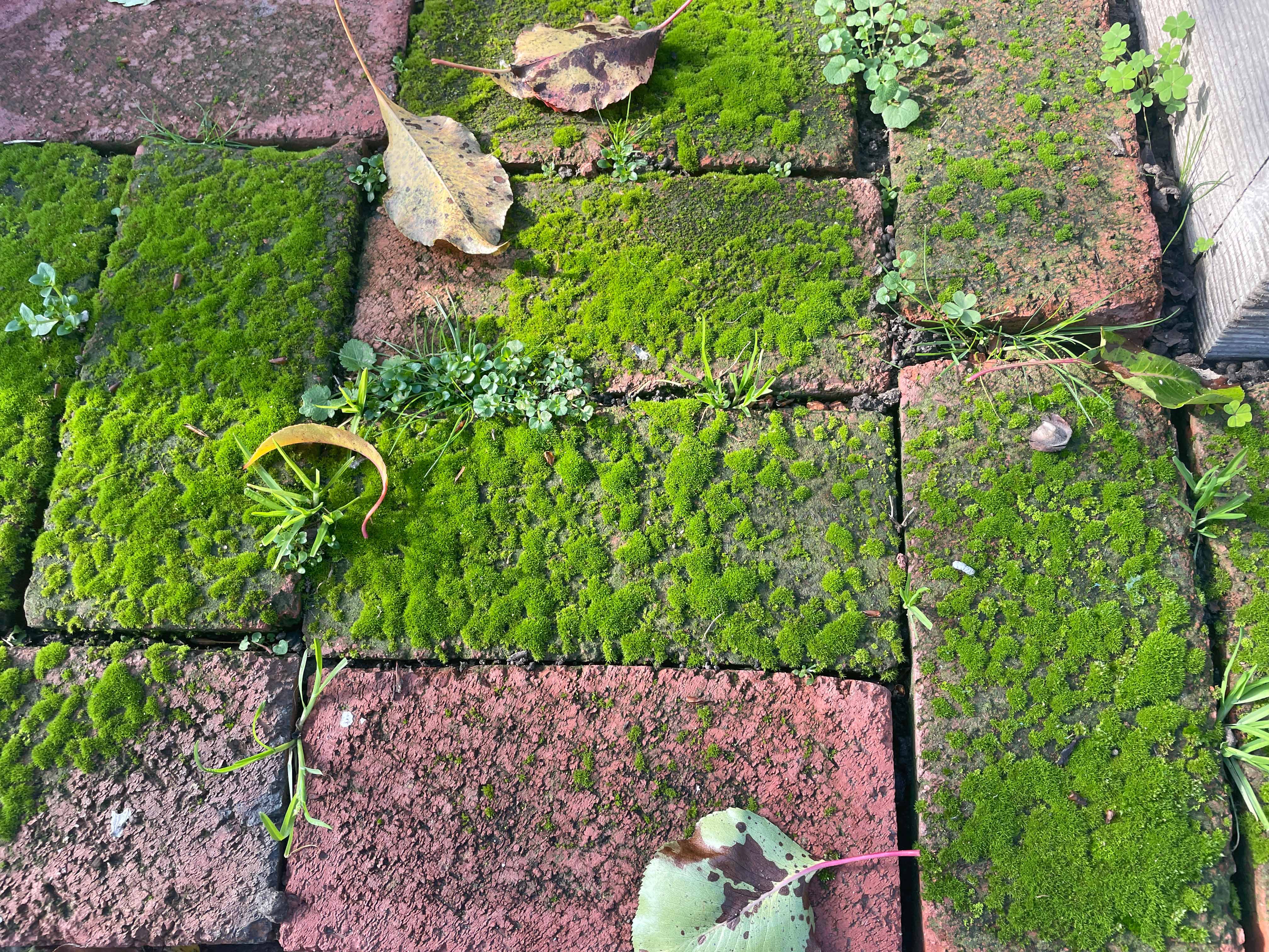 various moss on bricks