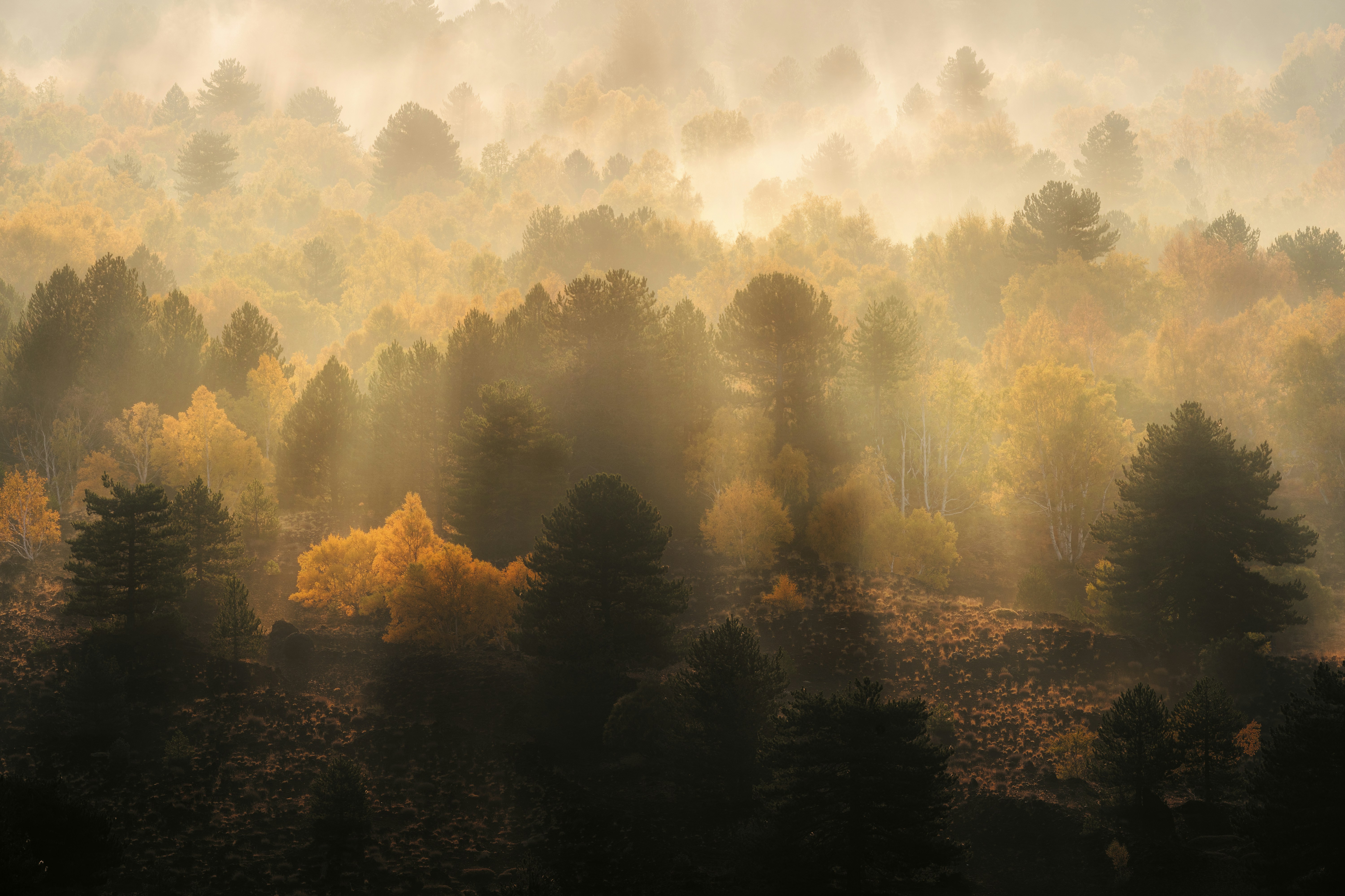 Sunbeams filter through misty autumn forest trees.