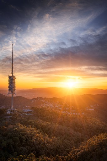 A grassy field with a tree under a starry sky